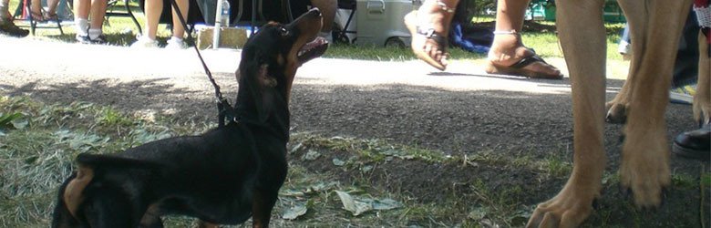 A photograph of a small dog looking at a big dog.