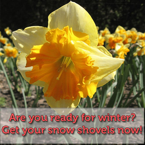 A photograph of a daffodil. Text states: Are you ready for winter? Get your snow shovels now!