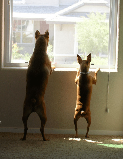 A photograph of two dogs standing on their hind legs and looking out a window. 