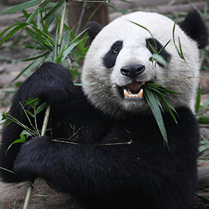 A photograph of a giant panda eating. 