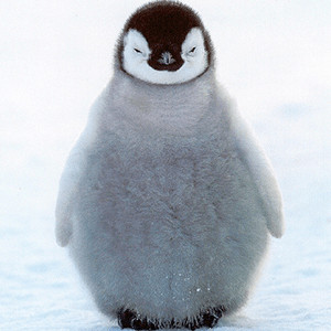 A photograph of a fuzzy baby penguin in the snow.