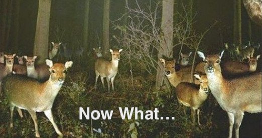 A photograph of deer at night with a light shining on them. Text states: Now what?