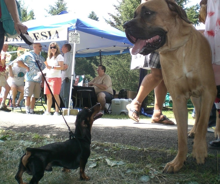 A photograph of a large dog and a small dog standing next to each other. 