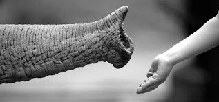 right-offer A photograph of an elephant trunk reaching out to a hand.