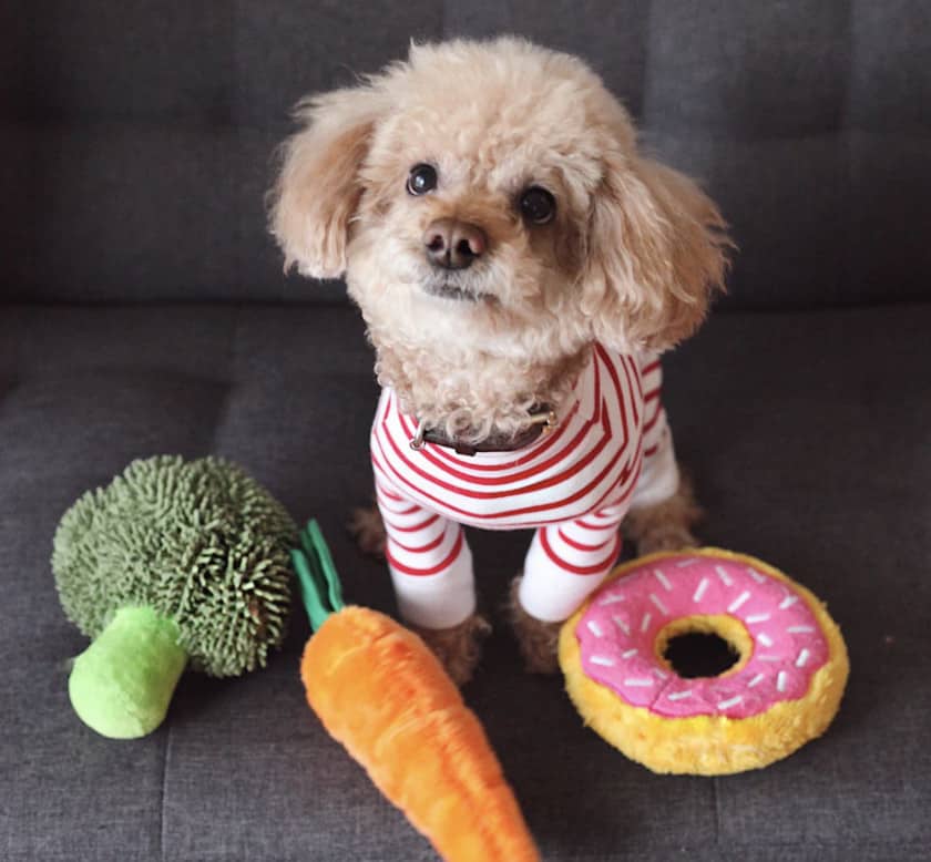 A photograph of a small dog wearing a shirt and surrounded by three toys. 