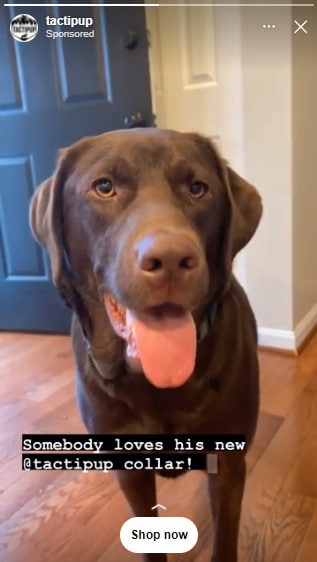 Instagram Reels Ad screenshot showing a chocolate lab and the caption