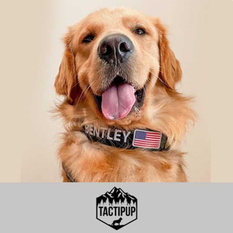 Happy golden retriever wearing an embroidered collar that says Bentley and has an American flag. Logo: Tactipup.