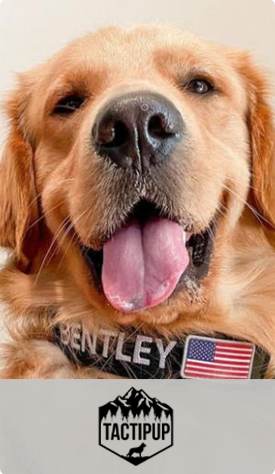 Happy golden retriever wearing an embroidered collar that says Bentley and has an American flag. Logo: Tactipup.